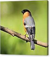 Bullfinch Canvas Print