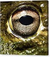 Bullfrogs Eye, Close Up Canvas Print