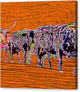 Bulls On The Move Canvas Print