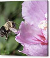 Bumblebee To Rose Of Sharon Canvas Print