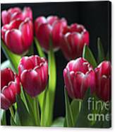 Bunch Of Tulips Canvas Print