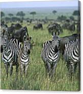 Burchells Zebras And Wildebeest Canvas Print