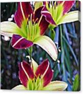 Burgundy And Yellow Lilies 3 Canvas Print