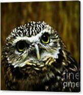 Burrowing Owl Canvas Print