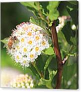 Busy As A Bee Canvas Print