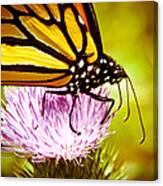 Busy Butterfly Canvas Print