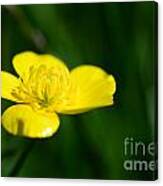 Buttercup In The Meadow Canvas Print