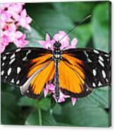 Butterfly I Canvas Print