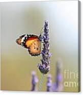 Butterfly And Lavender Canvas Print