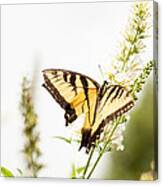 Butterfly Beauty Canvas Print