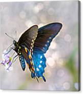 Butterfly Bokeh Canvas Print