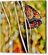 Butterfly Duo Canvas Print
