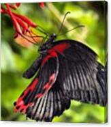 #butterfly #exotic #beautiful #black Canvas Print