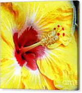 Butterfly Garden 07 - Hibiscus Canvas Print