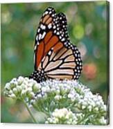 Butterfly Garden - Monarchs 11 Canvas Print
