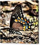 Butterfly #longisland #butterfly #june Canvas Print