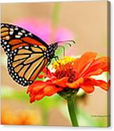 Butterfly Lunch Canvas Print