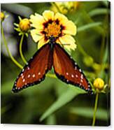 Butterfly On Coreopsis Canvas Print