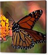 Butterfly On Lantana Canvas Print