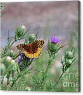 Butterfly On Thistle Canvas Print