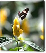 Butterfly On Yellow Flower - Square Canvas Print