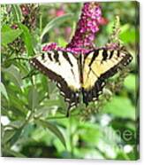 Butterfly Paradise Canvas Print