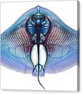 Butterfly Ray Canvas Print