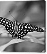 Butterfly Resting Canvas Print