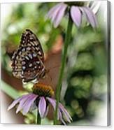 Butterfly Time Canvas Print