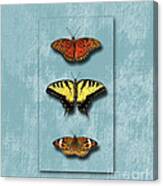 Butterfly Trio Canvas Print