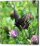 Butterfly Two Canvas Print