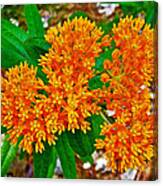 Butterfly Weed In Platte River Campground In Sleeping Bear Dunes National Lakeshore-michigan Canvas Print