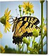 Butterfly Canvas Print