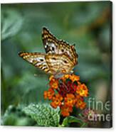 Butterfly Wings Of Sun Light Canvas Print