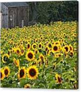 Buttonwood Farm Canvas Print