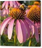 Bzzzy Coneflowers Canvas Print