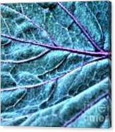 Cabbage Leaf Canvas Print