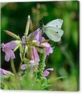 Cabbage White Butterfly Canvas Print