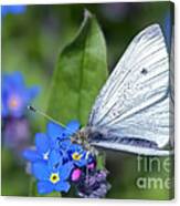 Cabbage White Butterfly On Forget-me-not Canvas Print