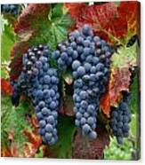 5b6374-cabernet Sauvignon Grapes At Harvest Canvas Print
