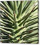 Cactus 2 Canvas Print