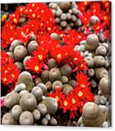 Cactuses With Red Flowers Canvas Print