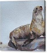 Cape Fur Seal Canvas Print