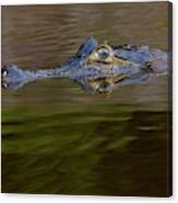 Caiman Are Alligators With A Narrow Canvas Print