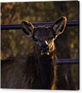 Calf Elk By Gate At Sunrise Canvas Print