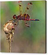Calico Pennant On Dried Flower Canvas Print