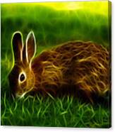 California Hare - 0291 Canvas Print