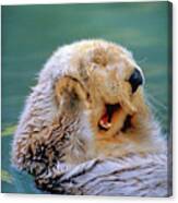 California Sea Otter Floating Face Up Canvas Print