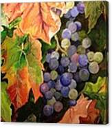 California Vineyards Canvas Print