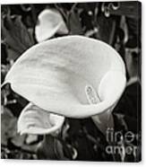 Calla Lilies Bw 3 Canvas Print